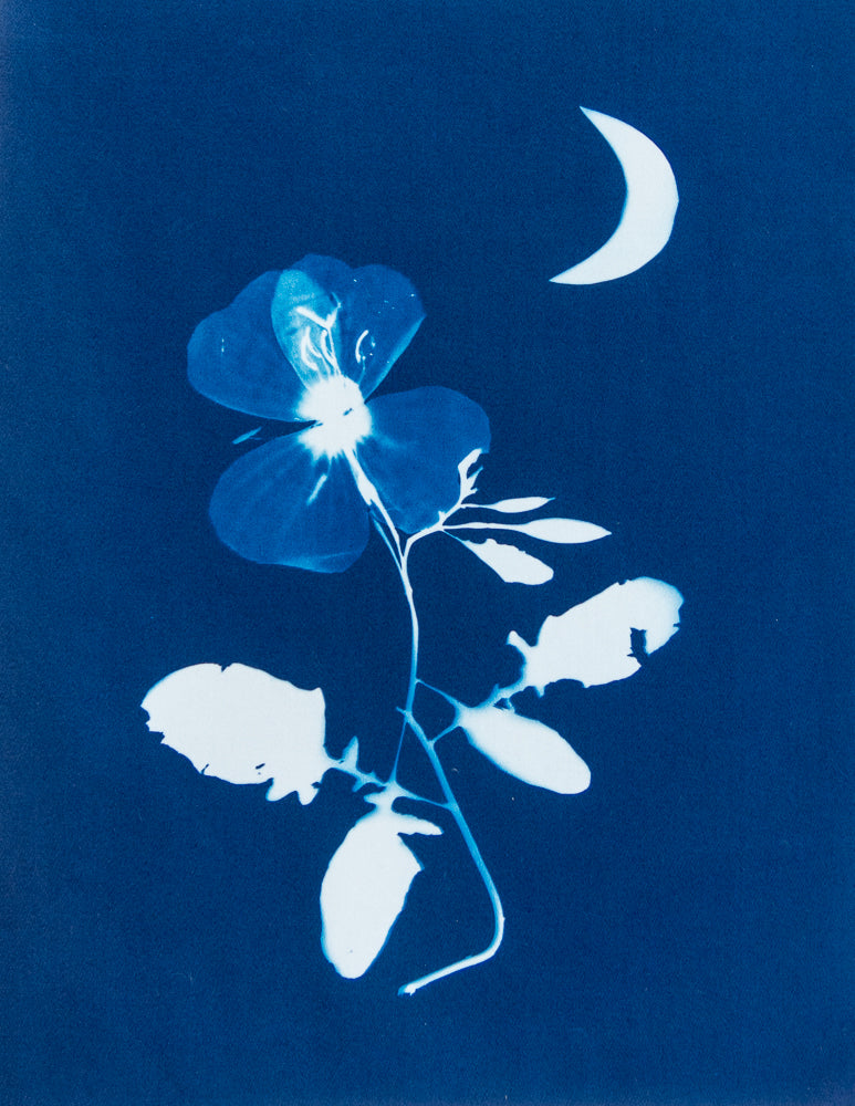 Cyanotypes